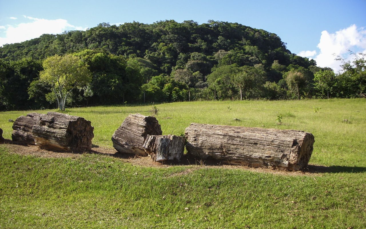 Jardim Paleobotânico