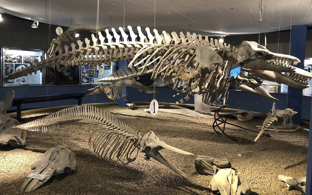 Museu Oceanográfico Prof. Eliézer de C. Rios