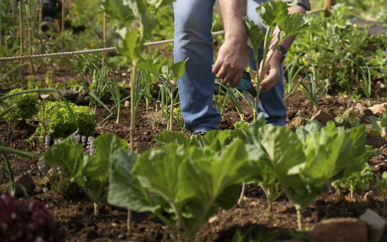 Ecologia Vivenciar 1 dia